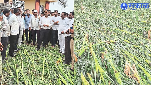 Collector Ayush Prasad while inspecting the damaged crop.