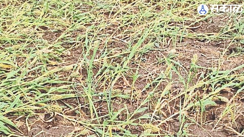 Crop damage due to unseasonal rains.