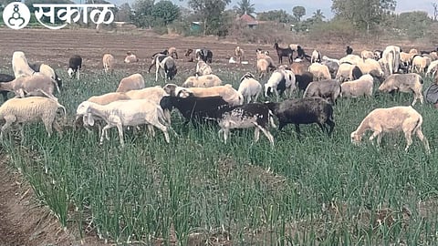 Amber Pawar here left the cattle in the onion crop due to lack of water.