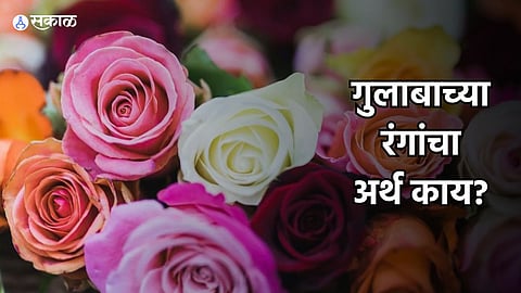 Rose Day 2024 : प्रेमाचंं प्रतीक असतं गुलाब, मात्र प्रत्येक रंगाचा आहे वेगळा अर्थ! देताना करा दोनदा विचार