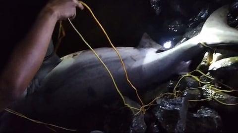 Shark Fish