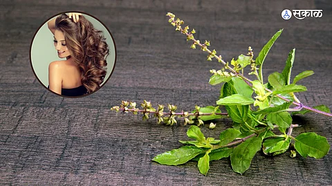 Tulsi Benefits : केसांची हरवलेली चमक परत आणण्यास मदत करतील तुळशीची पानं, असा करा वापर