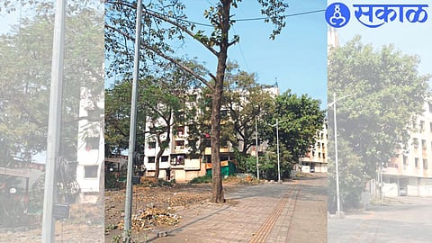 Concretization up to the tree trunk