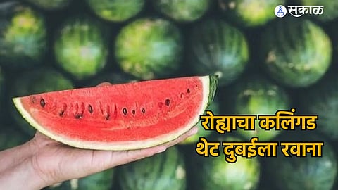 watermelon roha to dubai export