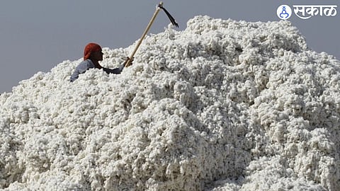 Cotton (file photo)