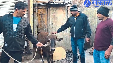 Crime Investigation Team while rescuing cattle.