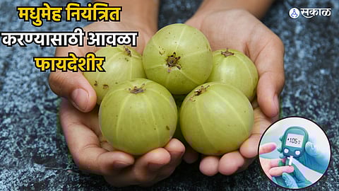 Health Care News : मधुमेह नियंत्रित करण्यासाठी आवळा फायदेशीर; जाणून अन्य घ्या फायदे..