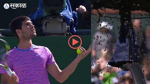 Bee Invasion in Indian Wells: