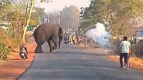 Tusker Elephant