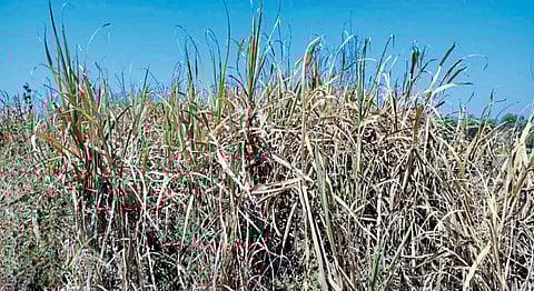 Problem of surplus sugarcane critical in Ghansawangi Farmers are desperate not getting harvest jalna