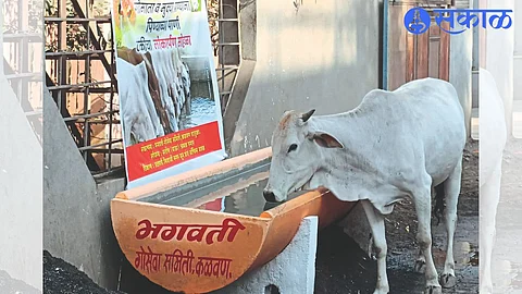 A cow drinking water in a tank maintained by Go Seva Samiti.