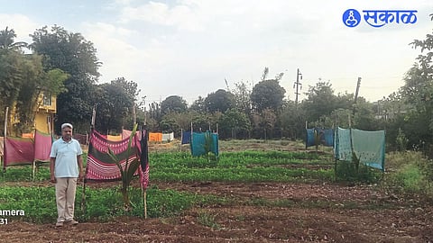While planting coconuts that will be beneficial to the climate of Igatpuri taluk, the farmers are doing Radharaman.