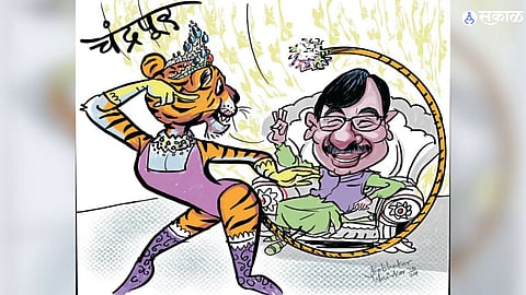 tadoba national park beautiful tigress