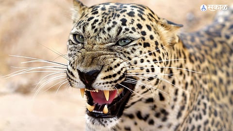 Jalgaon Leopard