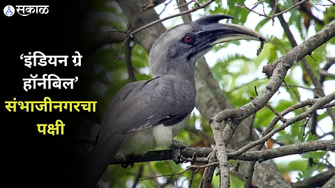 Indian Grey Hornbill