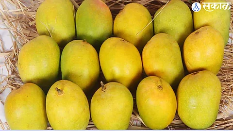 Nashik Hapus Mango : द्राक्षपंढरीत फळाचा राजाचे आगमन; रत्नागिरी हापूस आंबा खातोय भाव