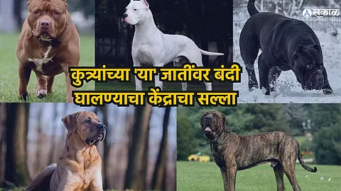 Centre Suggests Ban on Rottweiler Pitbull: कुत्र्यांच्या 'या' जातींवर बंदी घालण्याचा केंद्राचा सल्ला; माणसांसाठी आहेत धोकादायक