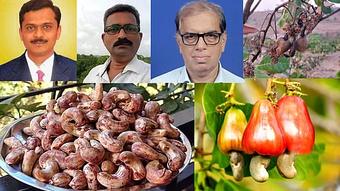 cashew producers farmers finance crisis rate agriculture