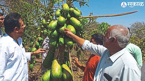 While inspecting damaged papaya crop, former Guardian Minister Dr. Farmer Sanjay Patil along with Satish Patil and farmers in the area