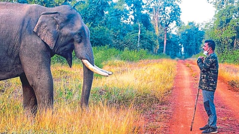 Trunk Call The Wildlife Foundation