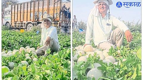 Melon harvesting going on in Loni (T. Chopra) field.