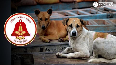 NMC dog sterilization