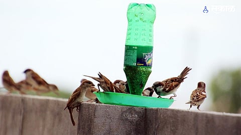 World Sparrow Day 2024