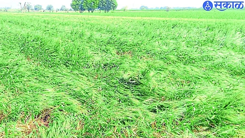 Jalgaon Unseasonal Rain Damage : मेहुणबारे परिसरात शुक्रवारी पुन्हा नुकसानीचा फटका