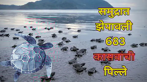 Turtle Conservation Campaign