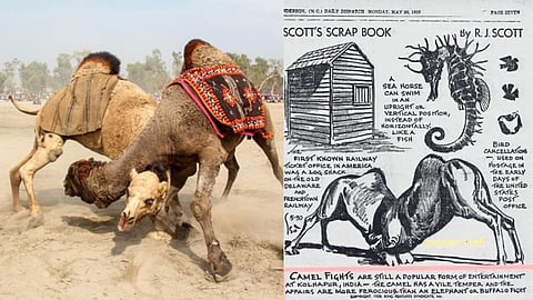 Camel Fights in Kolhapur