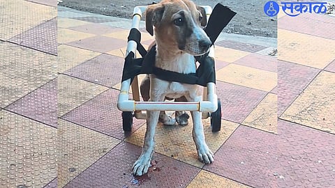 It is the same dog who rides in a wheelchair.