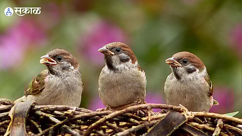 World Sparrow Day