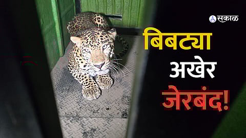 Escaped leopard from Katraj Zoological Museum finally trapped-srk94