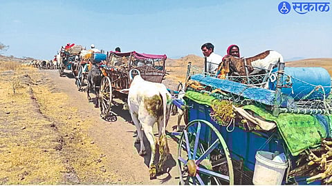 Herds of herdsmen during migration to Kalwan area.