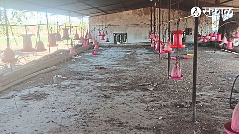 Poultry sheds empty due to intense heat and scarcity of water.