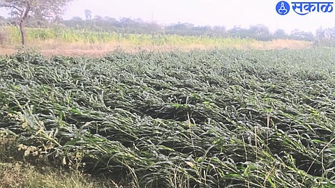 Loss of farmers in kuve area due to stormy rains.