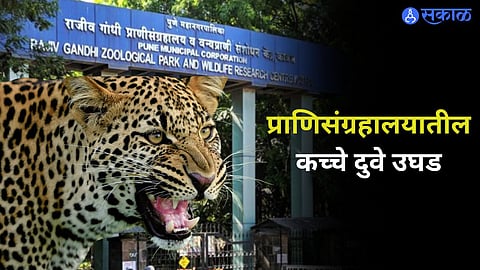 Pune Leopard News