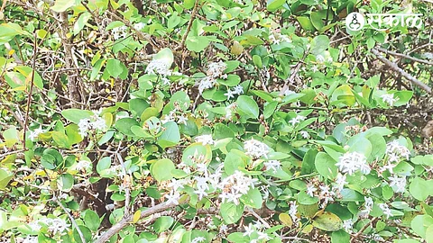 White-flowered nets of karvandas in the western and tribal areas of the Kasara Ghats of Igatpuri taluka.