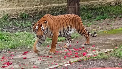 Tiger : पुण्याची भक्ती वाघीण गेली जयपूरला