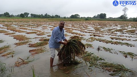 Unseasonal Rain Damage (file photo)