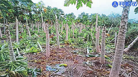 Damage to papaya crop due to stormy rains.