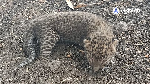 Leopard found in Hinjewadi