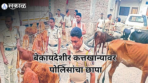 Strict Enforcement: Three Suspects Detained; Case Registered Under Animal Protection Laws