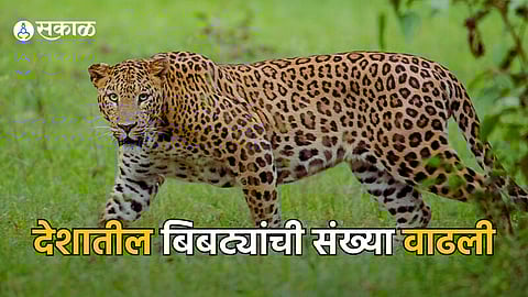 Leopard in India