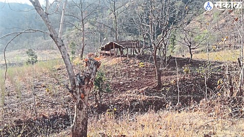 Loss of trees due to fire incidents in Satpura (file photo)