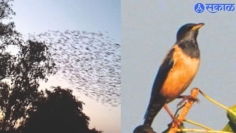 swarms of pink myna Birds