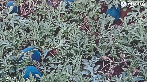 Watermelon crop available for sale in local farms.