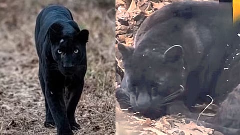 Black Panther