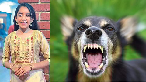 Stray Dog Rabies Symptoms Kolhapur Municipality
