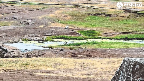 Contaminated green water at Boating Club in Gangapur Dam.